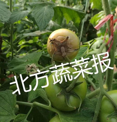 多种特效药，总有一款适合你