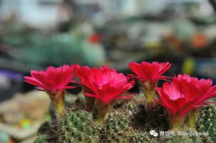 五月份蕞该种啥， 这些经验你一定要知道