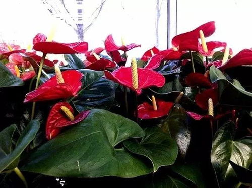 红掌花为何总黄叶子？养护不当是关键