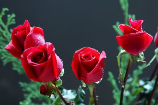 玫瑰枝上会长什么？从花蕾到绽放，各个生长阶段图解是怎样的？