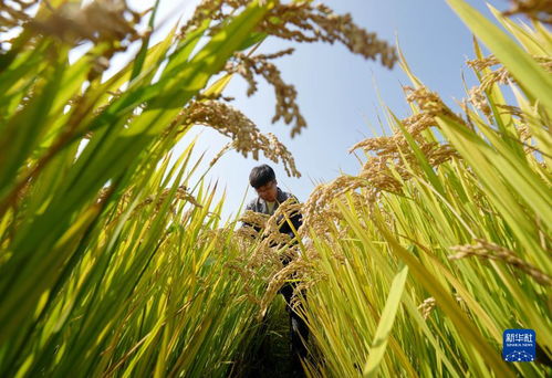 盐碱地改良，要小心哦