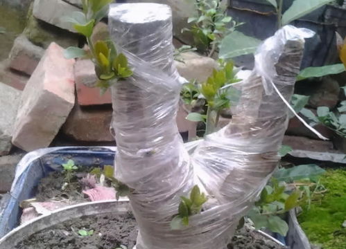 “流苏下山桩养护攻略，打造爆款花卉新宠”