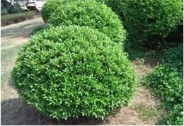 黄杨造型， 雅美如画