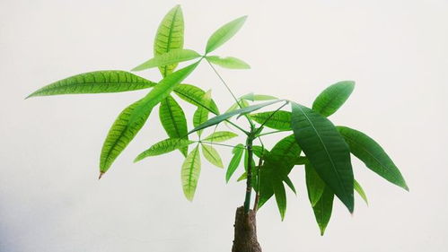 发财树顶部软了怎么办？如何恢复生机