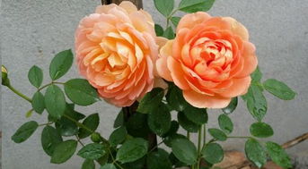 阳台种藤本月季， 美丽花墙的秘密武器