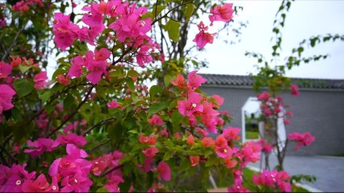 深圳松岗五指耙公园月季苑里的花花儿们