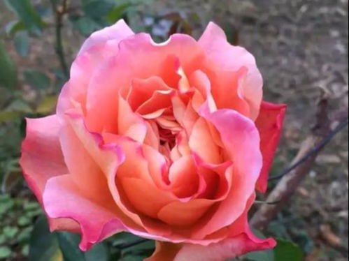 施肥方法， 轻松搞定