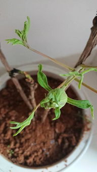 植物叶子变黄，是营养不良吗