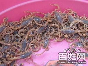 蝎子养殖投资需考虑场地、设备、种苗等费用