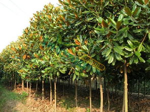 病虫害防治：守护大树的健康