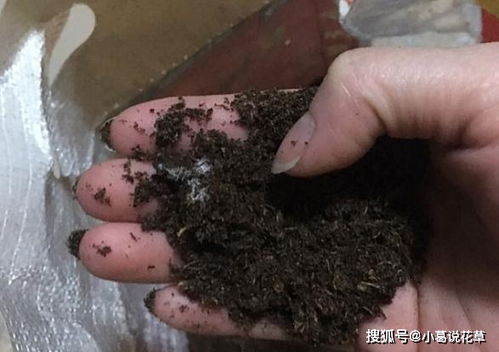 腐叶土制作，一星期变废为宝
