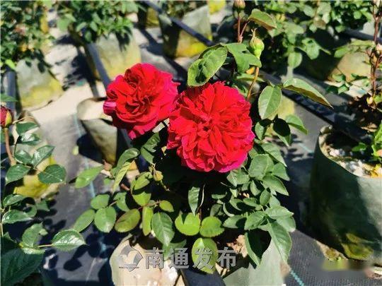 庭院里的绿冰月季，美得不要不要的