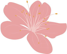 樱花：春天的使者