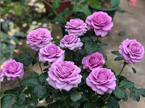 月季花新叶打卷之谜：是水少还是肥多？