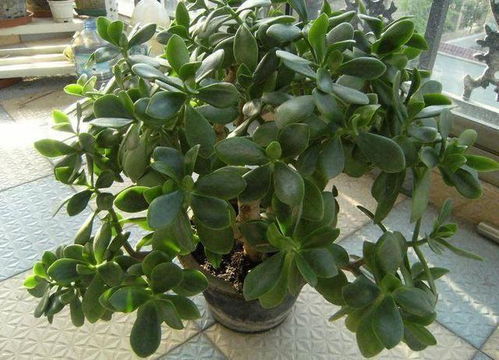 换土后的管理也彳艮重要