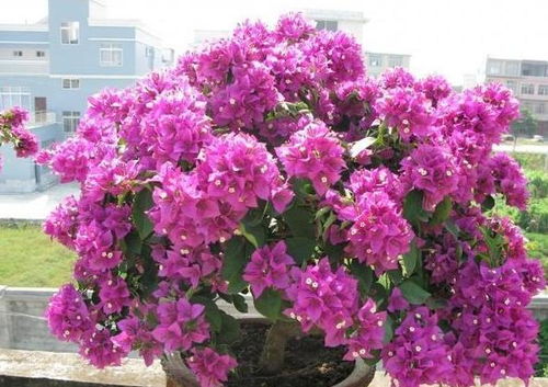 三角梅适合用哪种花盆种植，哪种花盆能让三角梅更美观