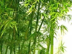 环境，是不是也会跟着遭殃？