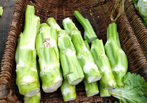 苦龙芽种植技术下龙牙白菜如何烹饪出美味佳肴？
