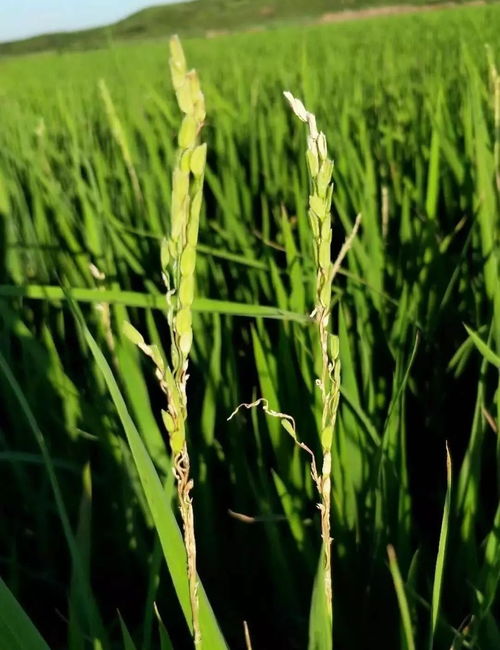 丙环唑：我的玉米保护神