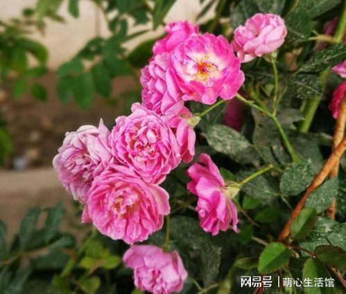 天竺牡丹根如何保存？防止腐烂的小秘诀是什么