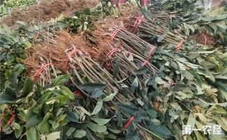 二、 枝叶整理，减少水分流失