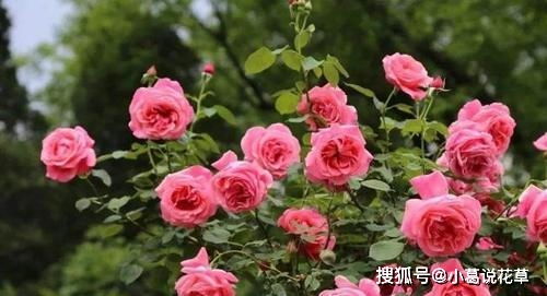 法国香水月季怎么种植？月季花如何绽放出迷人香气