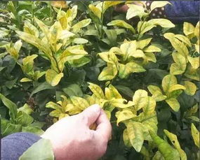 怎么判断肥料是否有效？三招帮你辨别