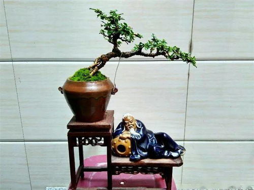 酒瓶兰种植攻略：轻松养出美酒瓶，秘诀全在这！