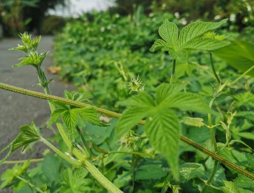 小小葎草功效多！详解葎草的功效与作用及用法