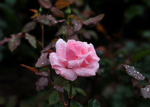 月季抽条是什么鬼？