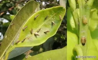 柑橘木虱防治，噻虫嗪复配杀木虱，有没有什么特效药推荐？