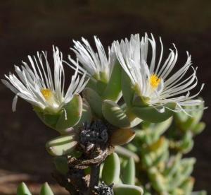 鹿角海棠的繁殖方法与土壤要求