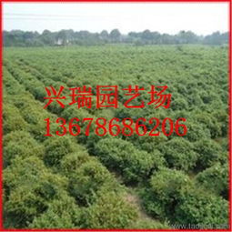 雪松的养护管理