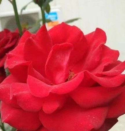 小苗的状态与养护