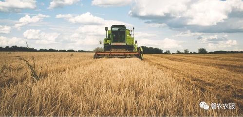 艾草：南阳的“幸福草”