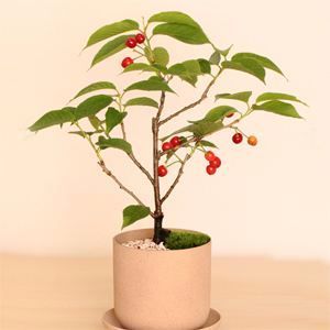 发芽后的注意事项