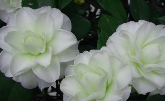 为什么路边种花总是养不活？