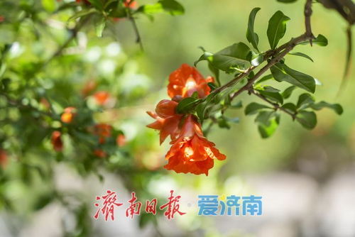 石榴一年四季都开花，那么它主要在哪个季节开花呢