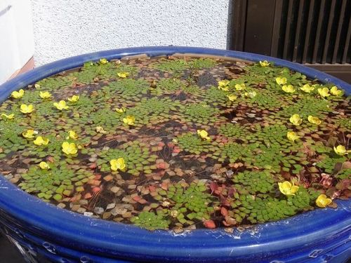 水生花卉怎么养长得快？光照和施肥是关键吗