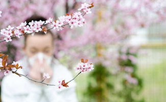 康乃馨花粉过敏怎么办？如何有效缓解症状