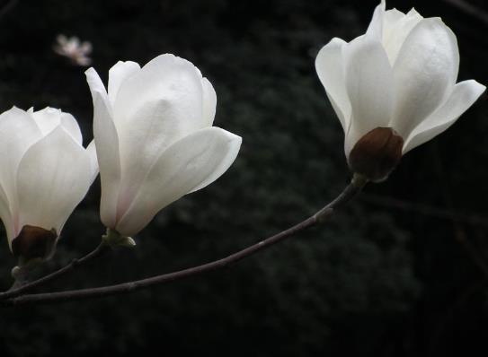 探寻玉兰之美：北方种植花期Zui长的品种