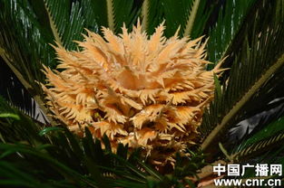 肥料选择， 铁元素是关键