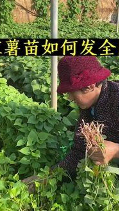 想种地瓜？地瓜苗培育方法看这篇就够了