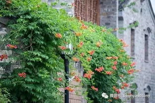 凌霄花的施肥管理