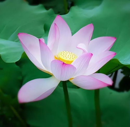 莲花的多样性和美丽