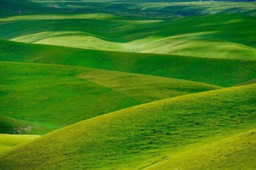 草原种草成本高又难活？揭秘三种草种奇迹！