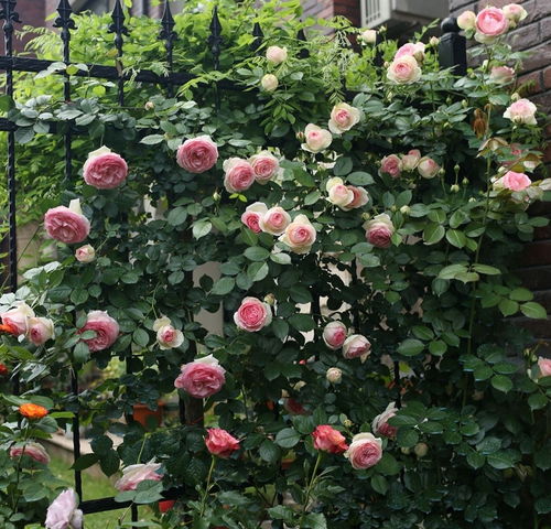 种花门道六：极端天气的应对