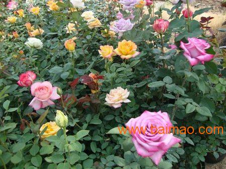 四、苗源定植时间要确定