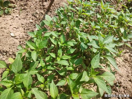 辣椒的生长发育周期