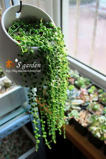 多肉：小巧可爱的生命